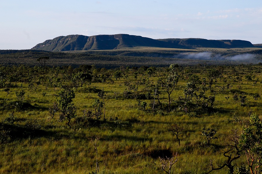 Dia do Cerrado Referências da área de culinária se juntam para prestigiar data